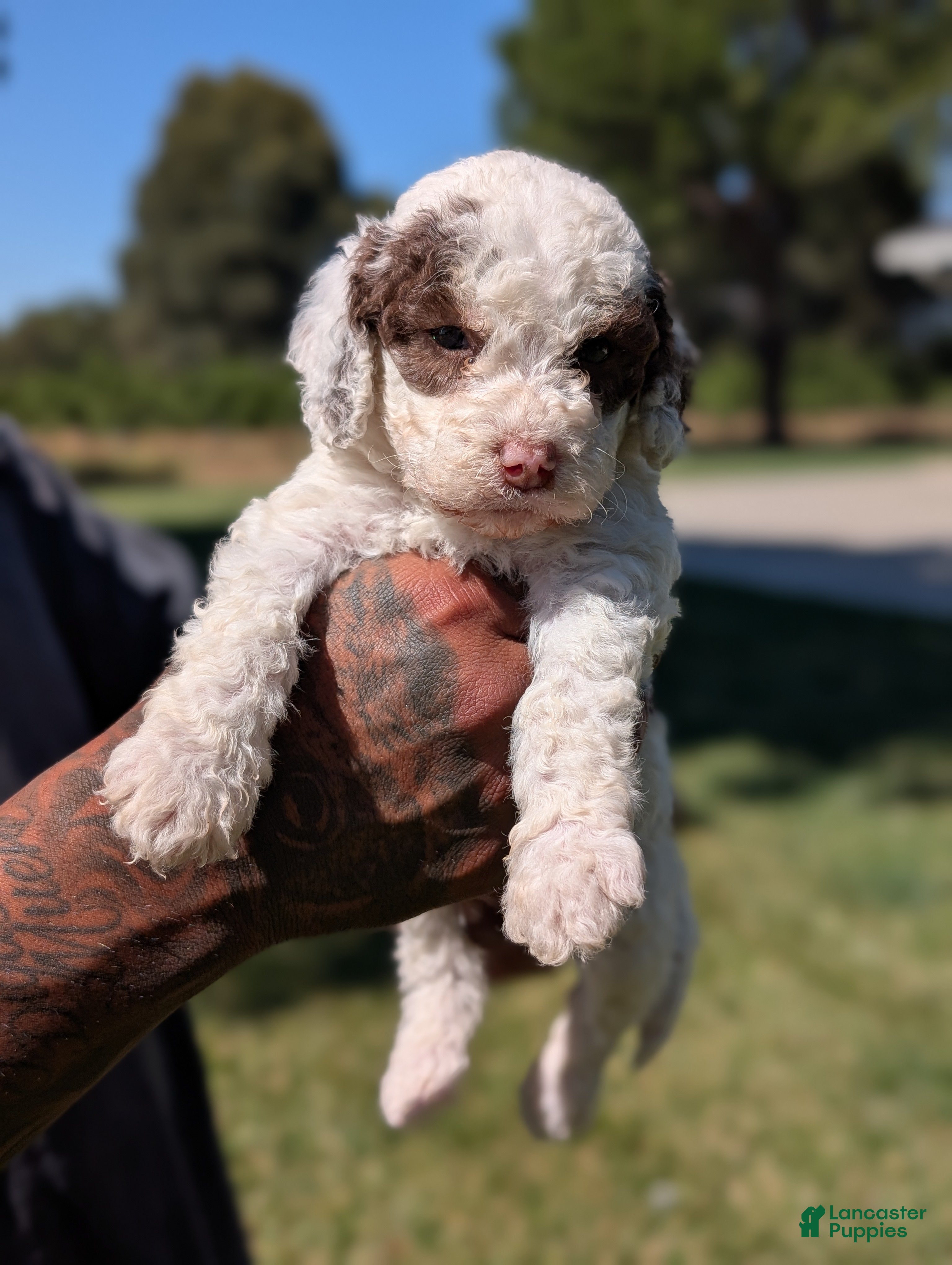 Mixed Breed dogs EMBER  - Ad 1