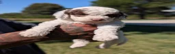 Mixed Breed dogs for sale: EMBER  - Ad 1