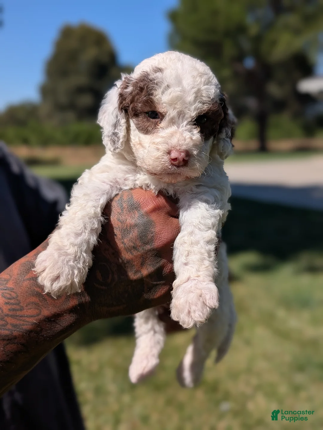 Mixed Breed dogs for sale: EMBER  - Ad 1