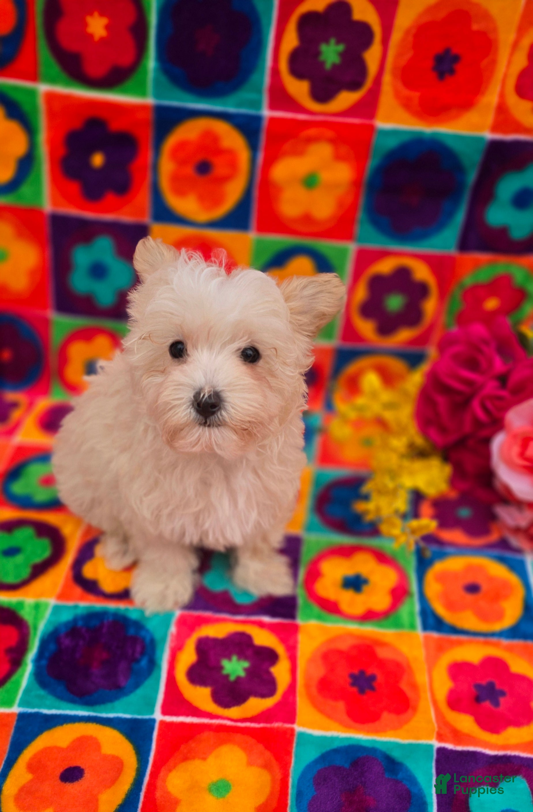 Maltipoo dogs Ice - Ad 2