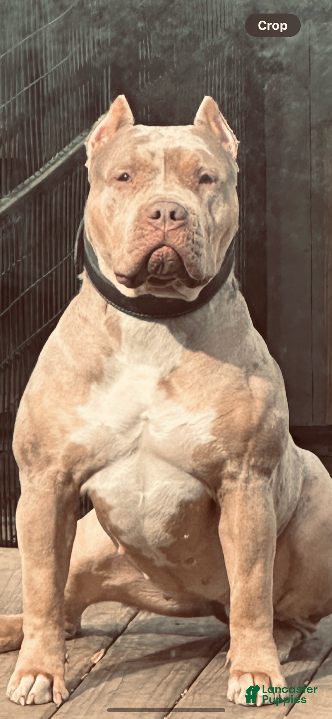 American Bully dogs for sale: Blue Moon - Ad 17