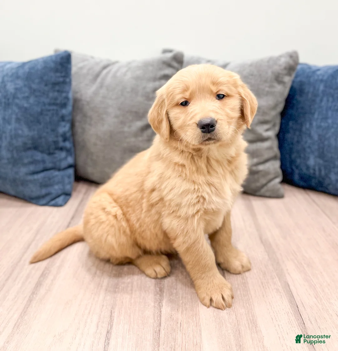 Golden Retriever dogs for sale: Millie - Ad 3