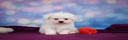 Maltese dogs for sale: ROSIE - Ad 5