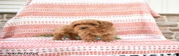 Cockapoo dogs for sale: Conny - Ad 2