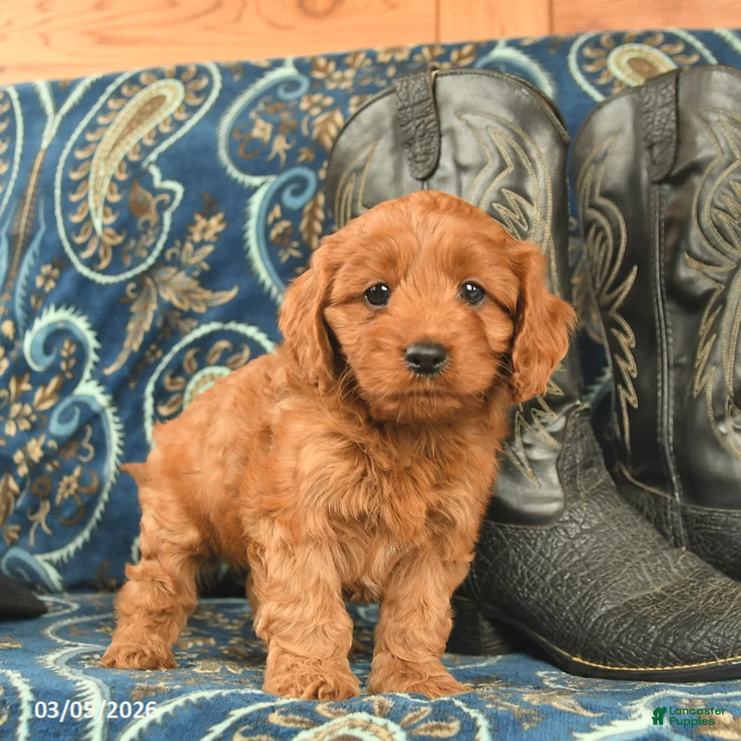 Cavapoo dogs for sale: Turtle  - Ad 5