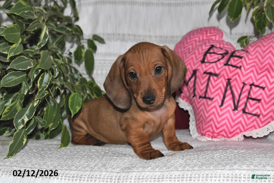 Miniature Dachshund dogs for sale: Henry - Ad 5