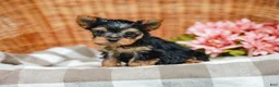 Yorkshire Terrier dogs for sale: Mickey - Ad 2