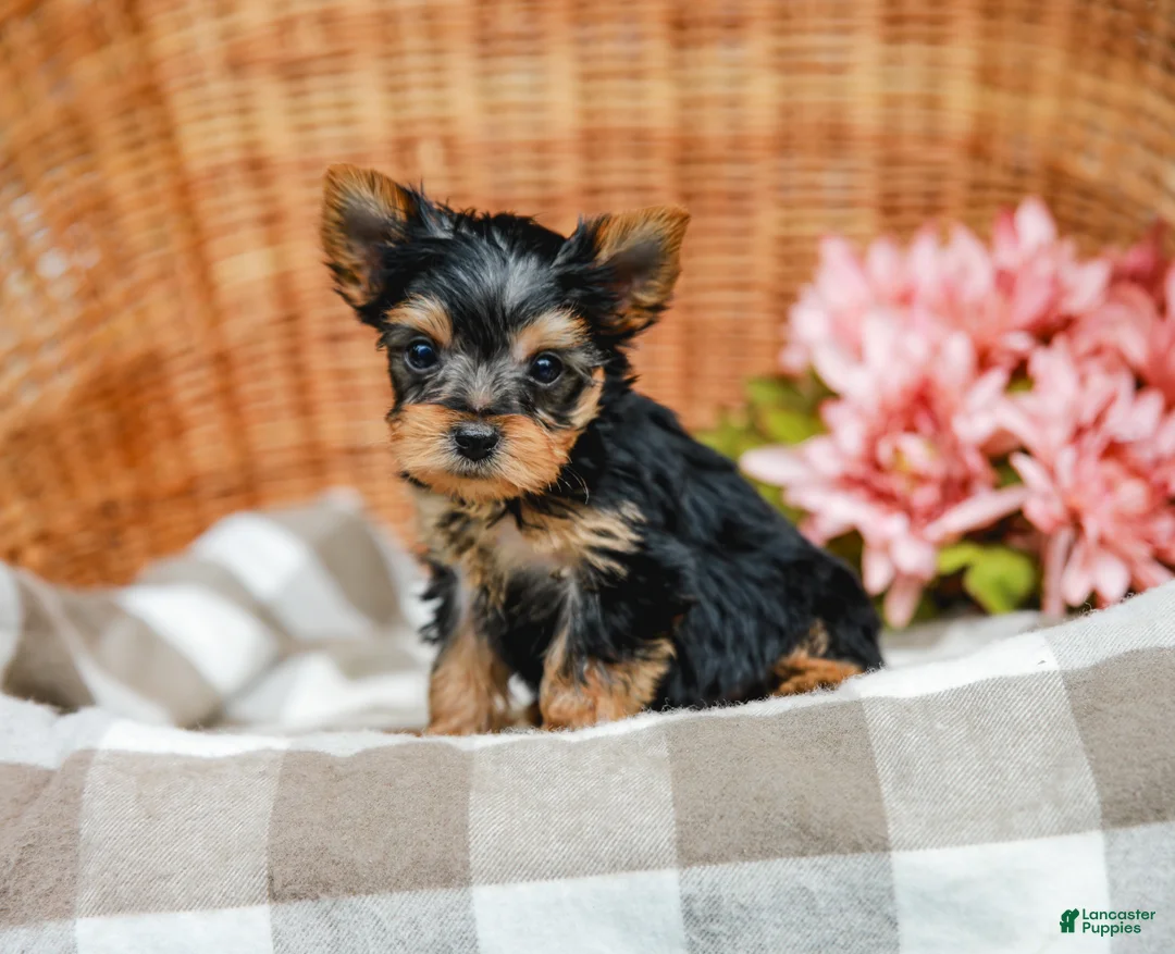 Yorkshire Terrier dogs for sale: Mickey - Ad 2