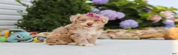 Havapoo dogs for sale: Claire - Ad 8