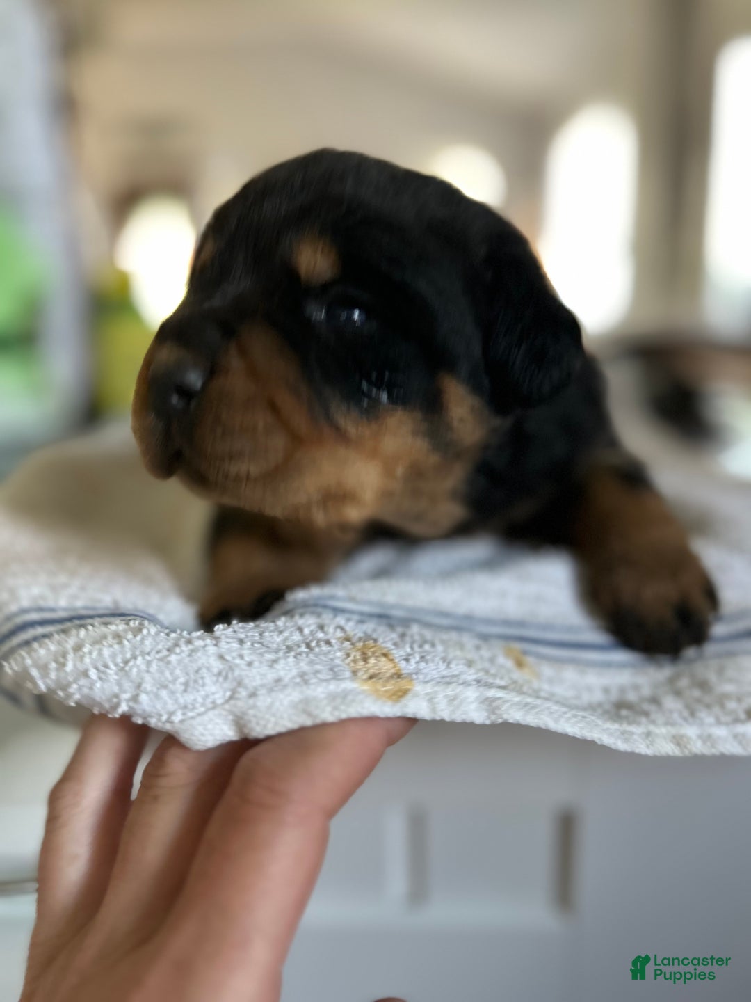 Doberman Pinscher dogs for sale: Doberman Pinscher Puppy 6 - Ad 6
