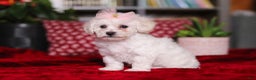 Bichon Frise dogs for sale: Rosie - Ad 3