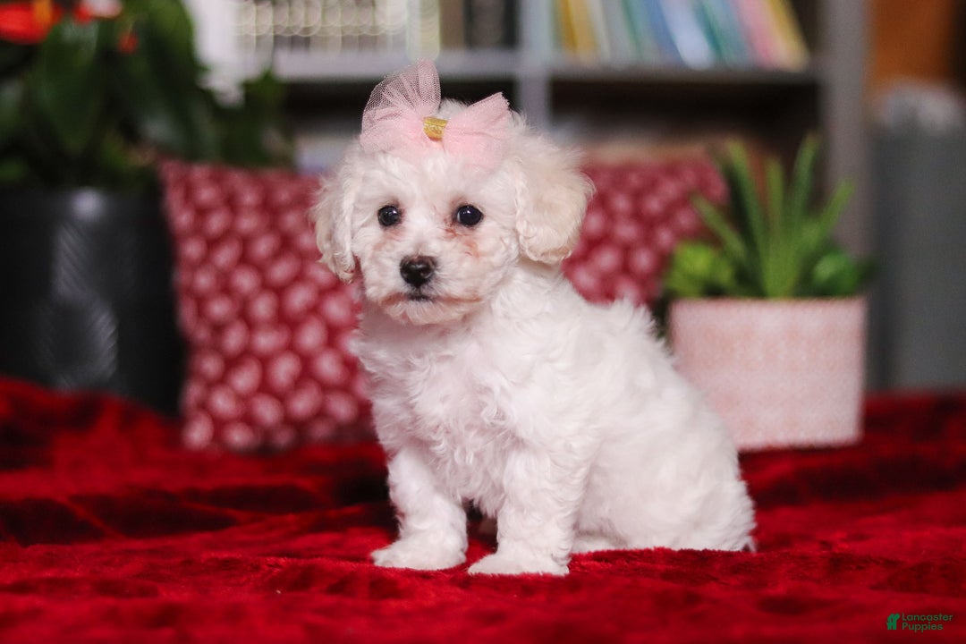 Bichon Frise dogs for sale: Rosie - Ad 3