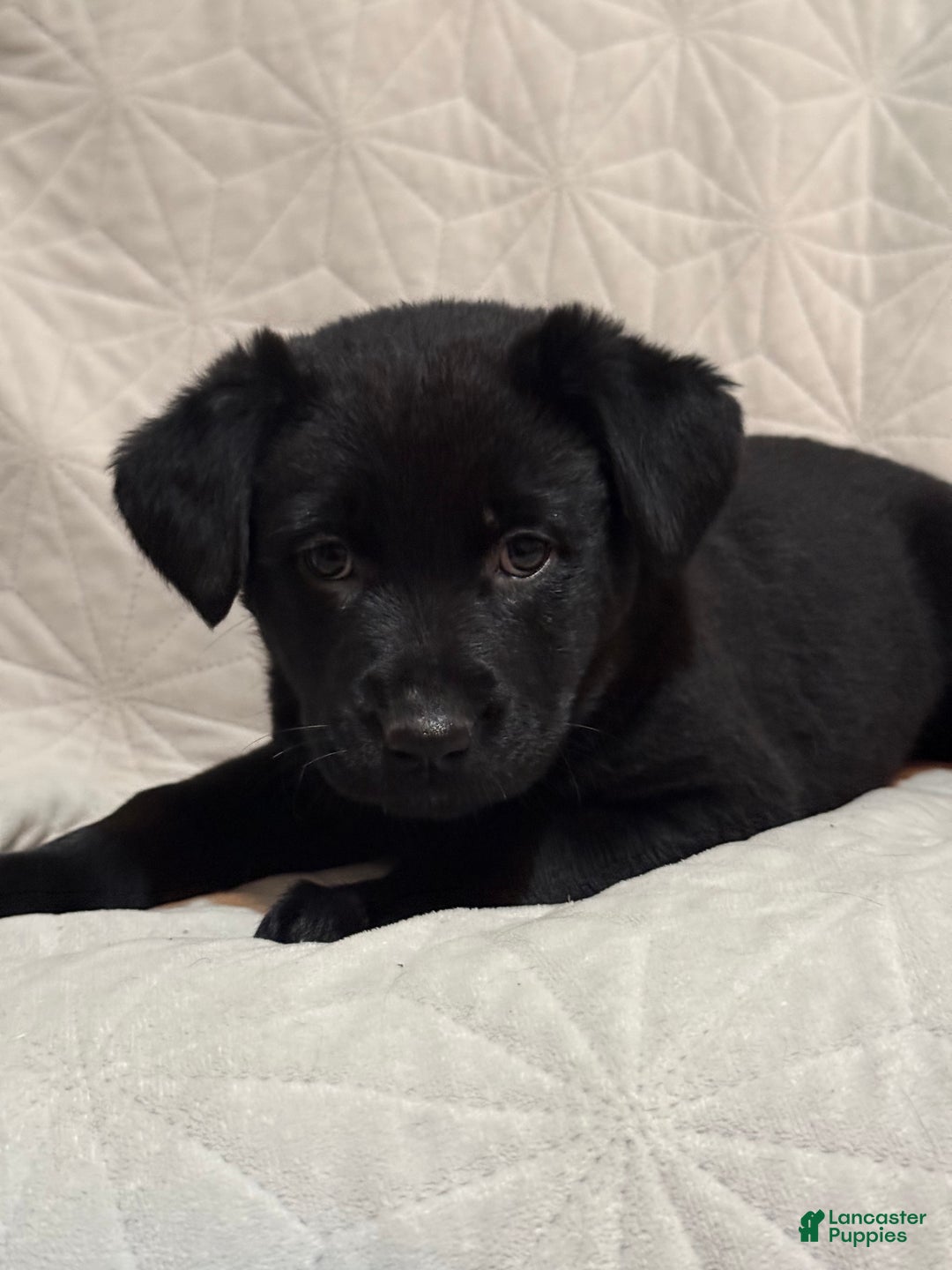 Mixed Breed dogs for sale: Mixed Breed Puppy 6 - Ad 3