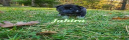 Gerberian Shepsky dogs for sale: Jaheira  - Ad 1