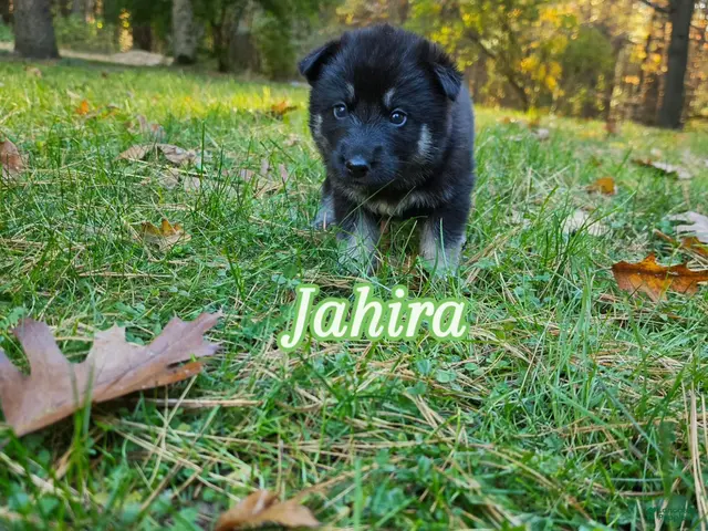 Gerberian Shepsky dogs for sale: Jaheira - Ad 1
