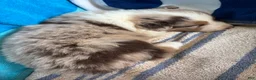 Australian Shepherd dogs for sale: Pumpkin (AKC) - Ad 11