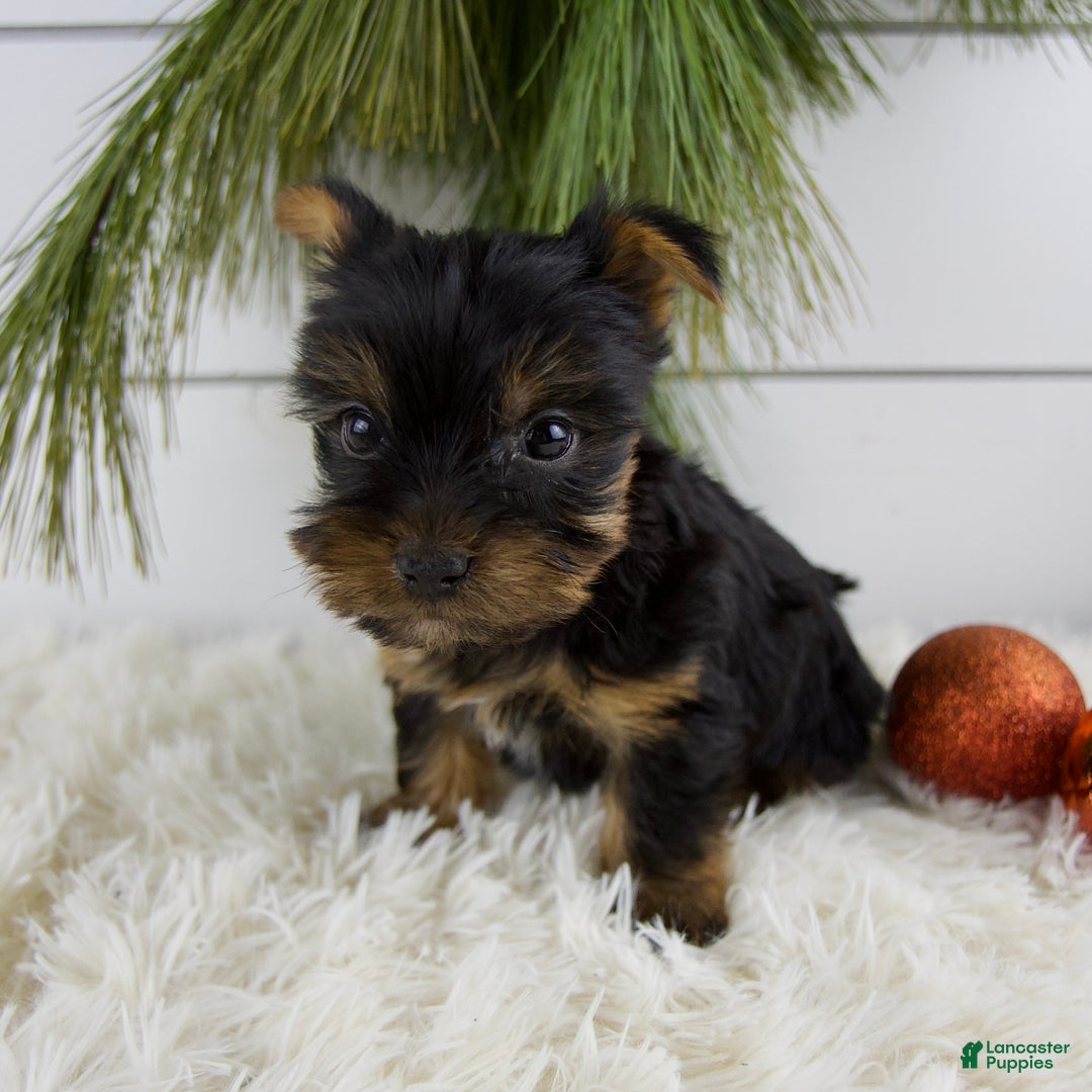 Yorkshire Terrier dogs for sale: Carson - Ad 2