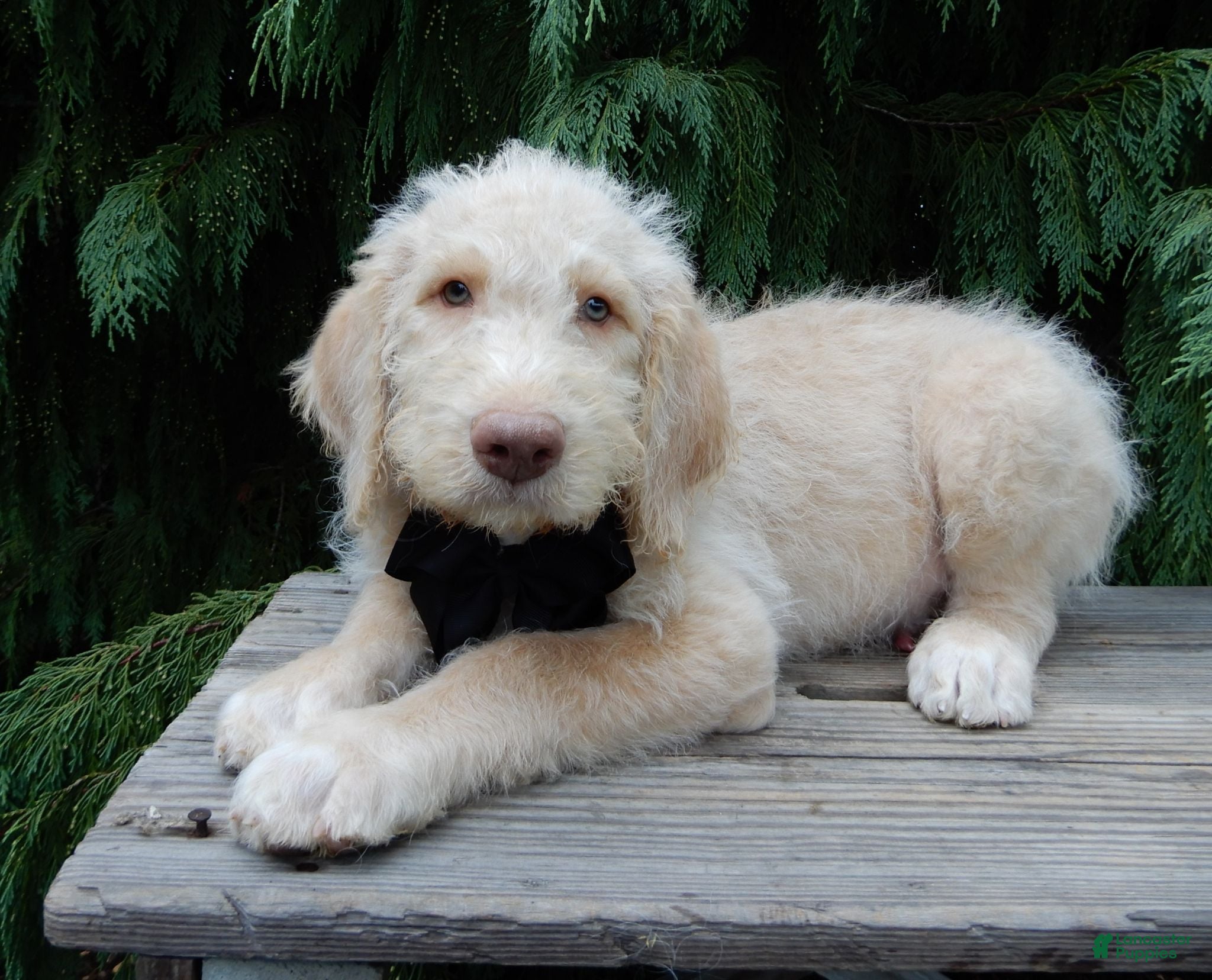 Labradoodle dogs Dallas - Ad 40