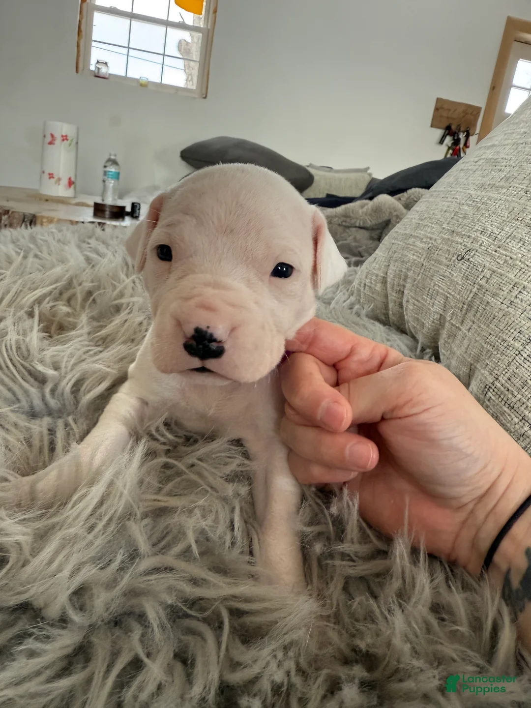 Dogo Argentino dogs for sale: Female with black spot  - Ad 2