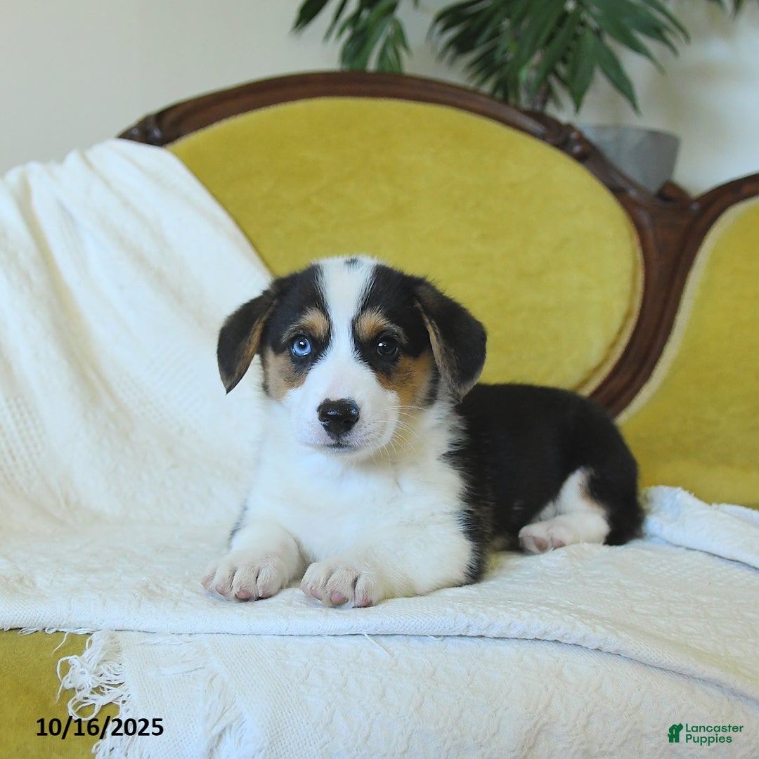 Welsh Corgi Pembroke dogs for sale: Natalie - Ad 8