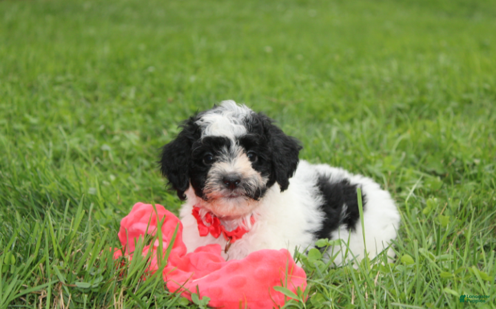 Yorkiepoo dogs Ryder - Ad 2