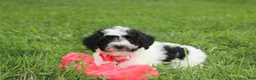 Yorkiepoo dogs for sale: Ryder - Ad 2