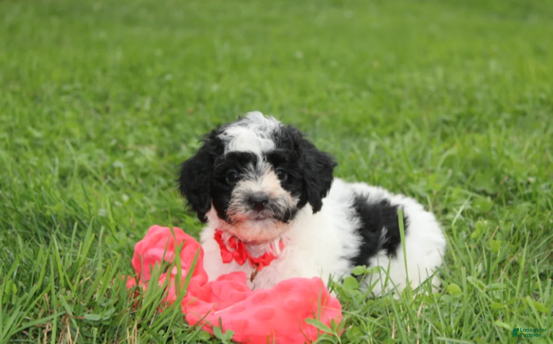 Yorkiepoo dogs for sale: Ryder - Ad 2