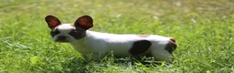 French Bulldog dogs for sale: French Bulldog 1 - Ad 5