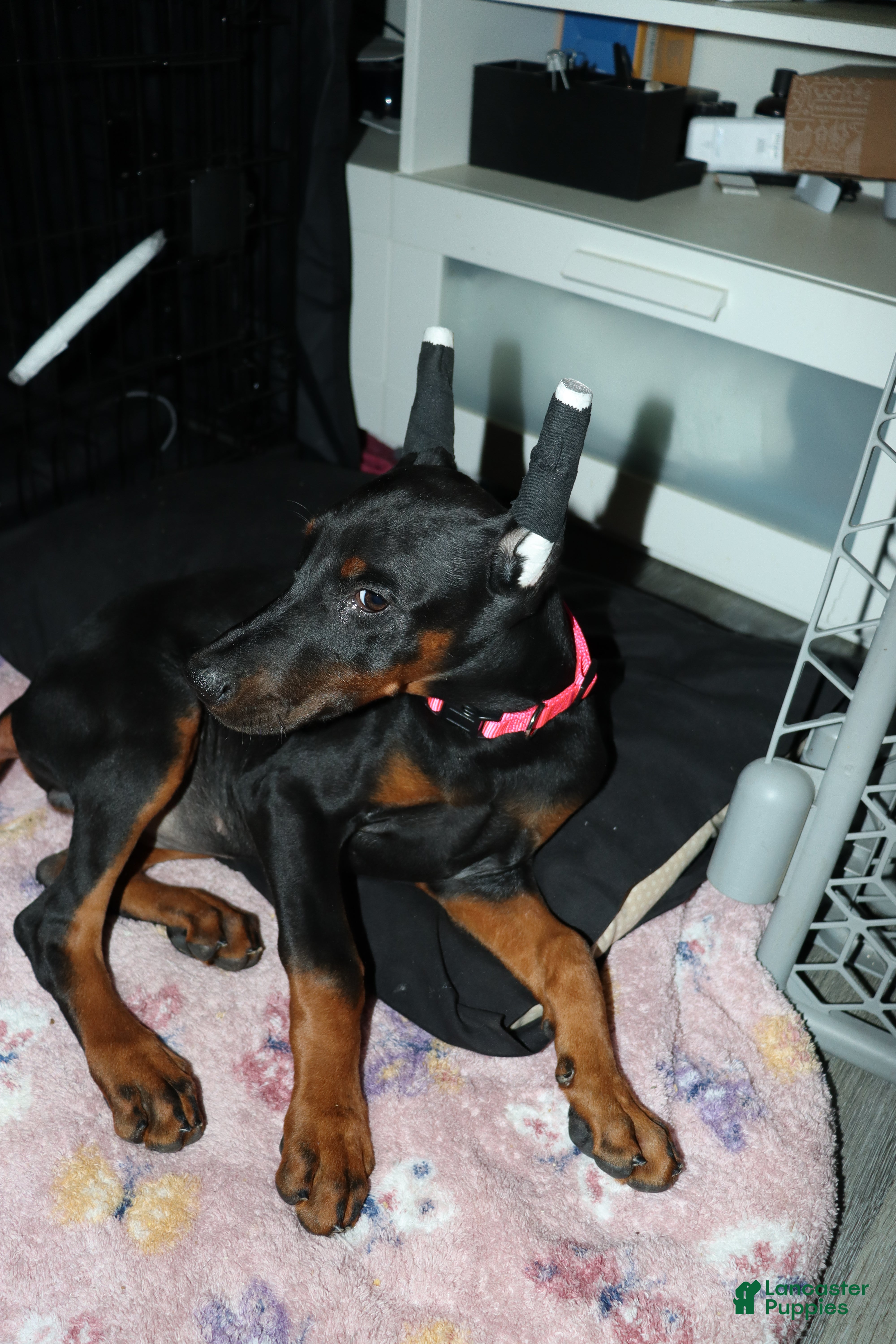 Doberman Pinscher dogs Swiss - Ad 37