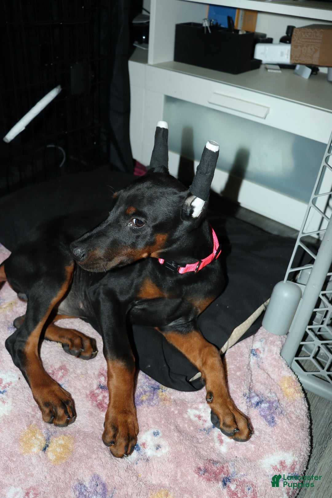 Doberman Pinscher dogs for sale: Swiss - Ad 1