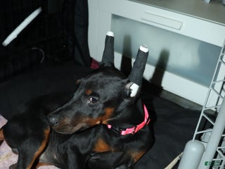 Doberman Pinscher dogs Swiss - Ad 37