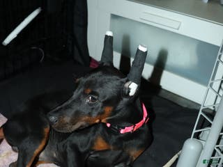 Doberman Pinscher dogs Swiss - Ad 37