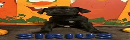 Great Dane dogs for sale: Sirius-Navy - Ad 1