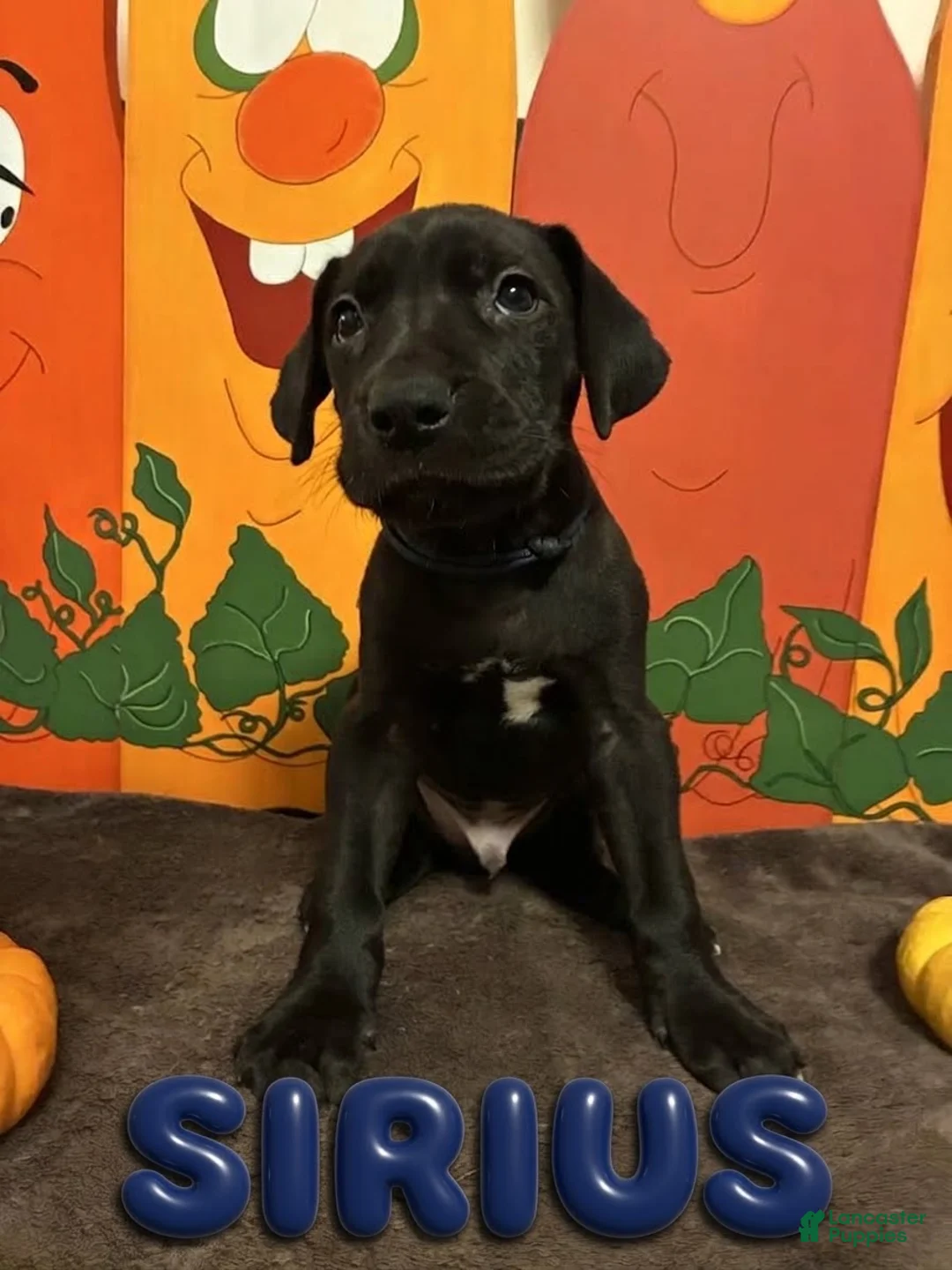 Great Dane dogs for sale: Sirius-Navy - Ad 1