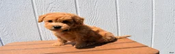 Bichpoo dogs for sale: Kevin 🐶✨ - Ad 14