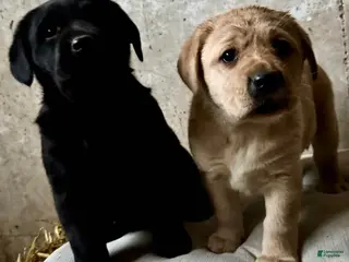 Labrador Retriever dogs Ebony❤️🐾AKC Hip Cert English Labs❤️🐾Call 717-663-8617 - Ad 42