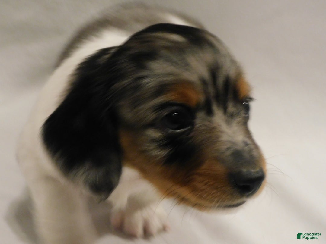 Miniature Dachshund dogs for sale: LMA's ChampionDoxie Snoop Dogg - Ad 39