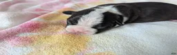 Boston Terrier dogs for sale:  Jerry - Ad 1