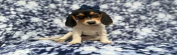 Beagle dogs for sale: Whitney - Ad 5