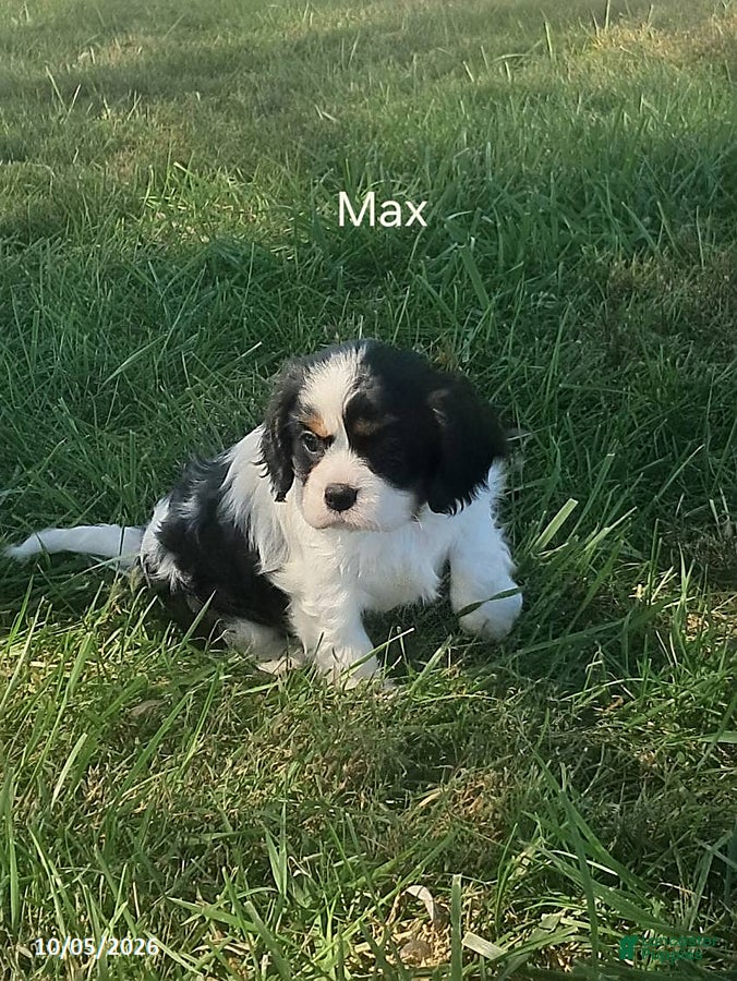 Cavalier King Charles Spaniel dogs Max - Ad 1