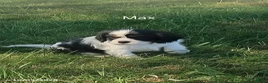 Max