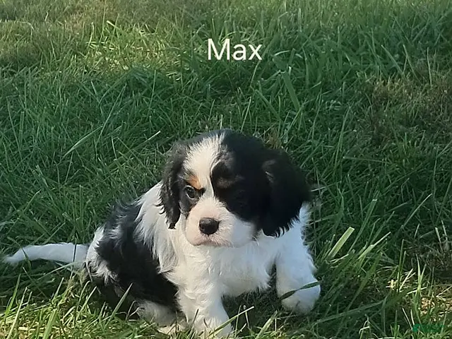 Cavalier King Charles Spaniel dogs for sale: Max - Ad 1