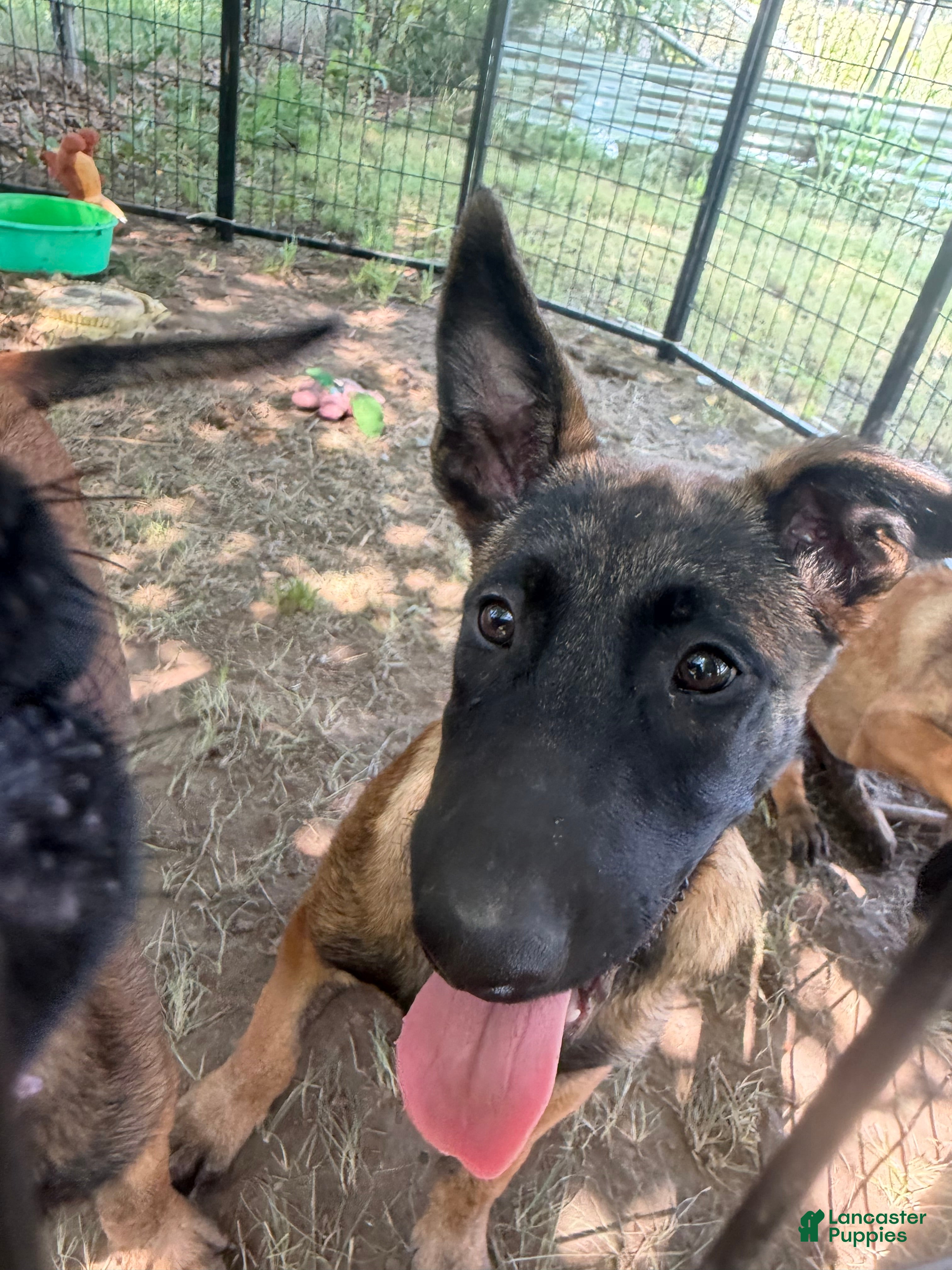 Belgian Malinois dogs Belgian Malinois 5 - Ad 2