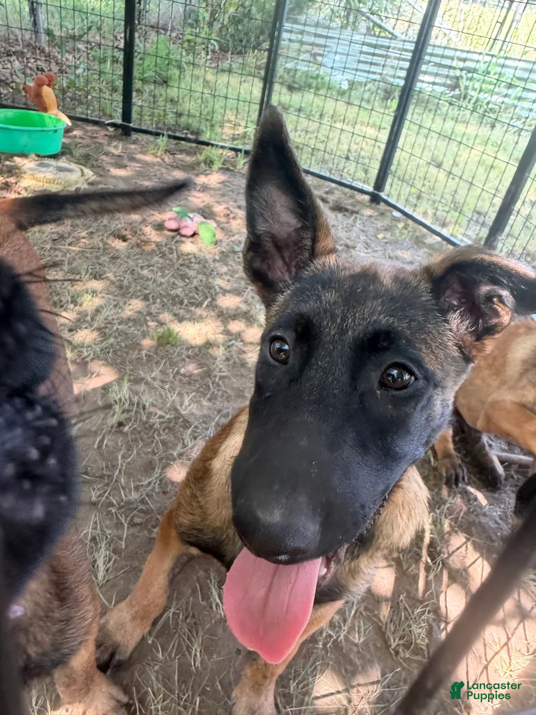 Belgian Malinois dogs for sale: Belgian Malinois 5 - Ad 2