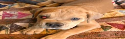 Cane Corso dogs for sale: "Tex" - Ad 4
