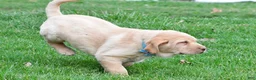 Labrador Retriever dogs for sale: Bryson - Ad 6