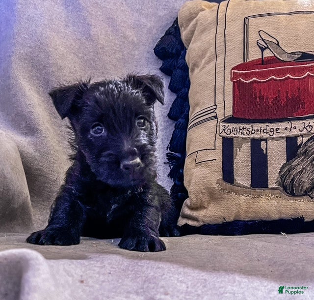 Scottish Terrier dogs Scottish Terrier Puppy 1 - Ad 3