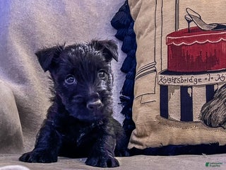 Scottish Terrier dogs Scottish Terrier Puppy 1 - Ad 3