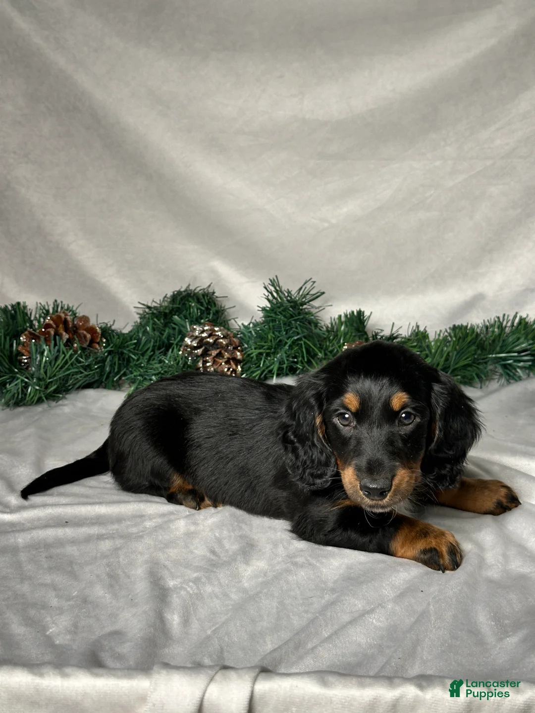 Miniature Dachshund dogs for sale: Leo - Ad 5