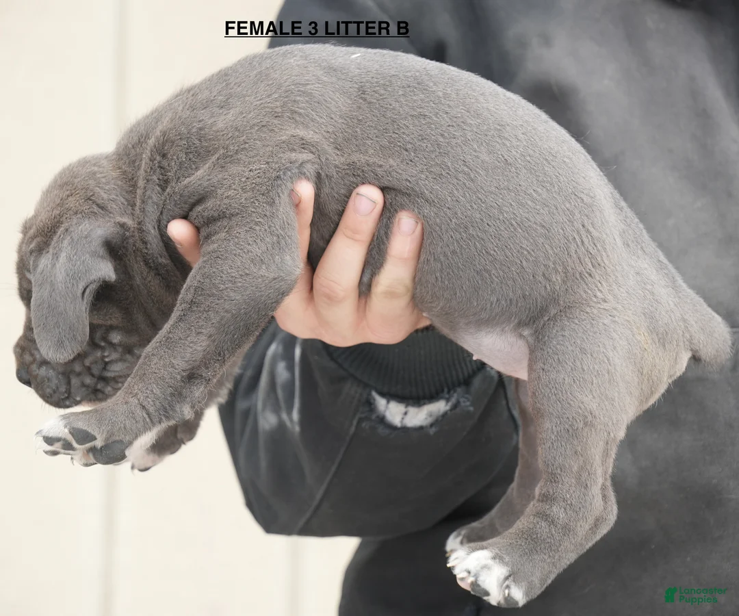 Cane Corso dogs for sale: Female 3 Litter B - Ad 2